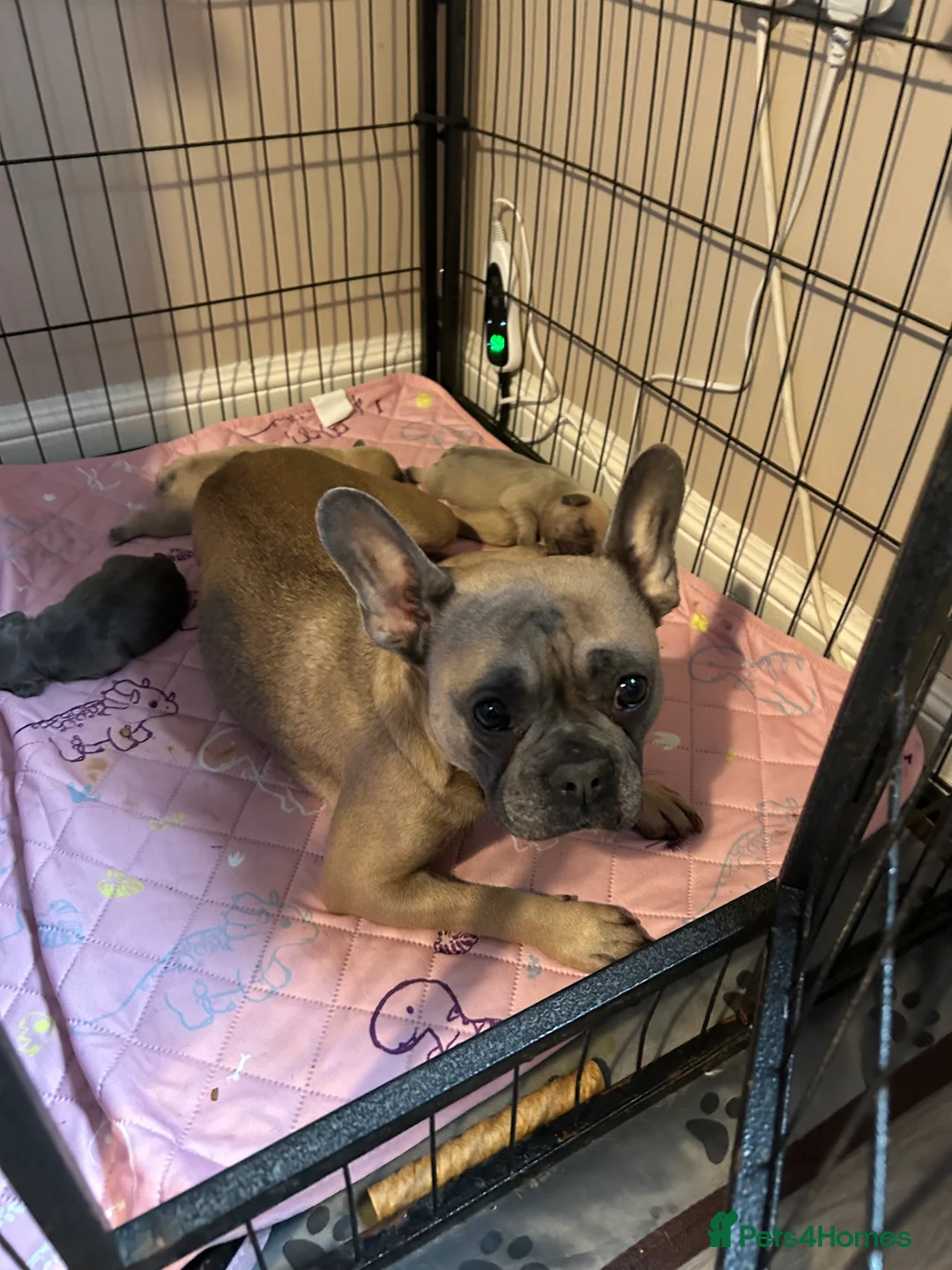 French Bulldog dogs for sale: Two stunning  female French bulldogs  in Edinburgh - Advert 14