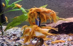 Plecos fish for sale: Lemon Blue eye's Bristlenose plecos  - Image 1