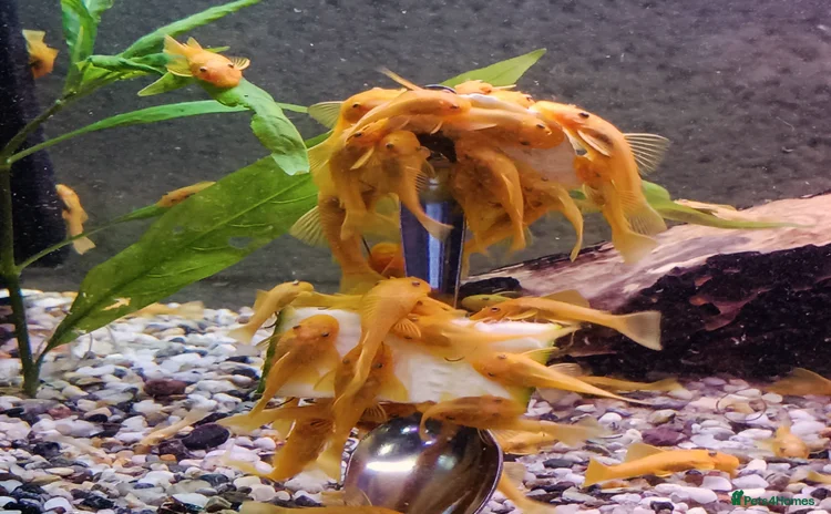 Plecos fish - Advert 1