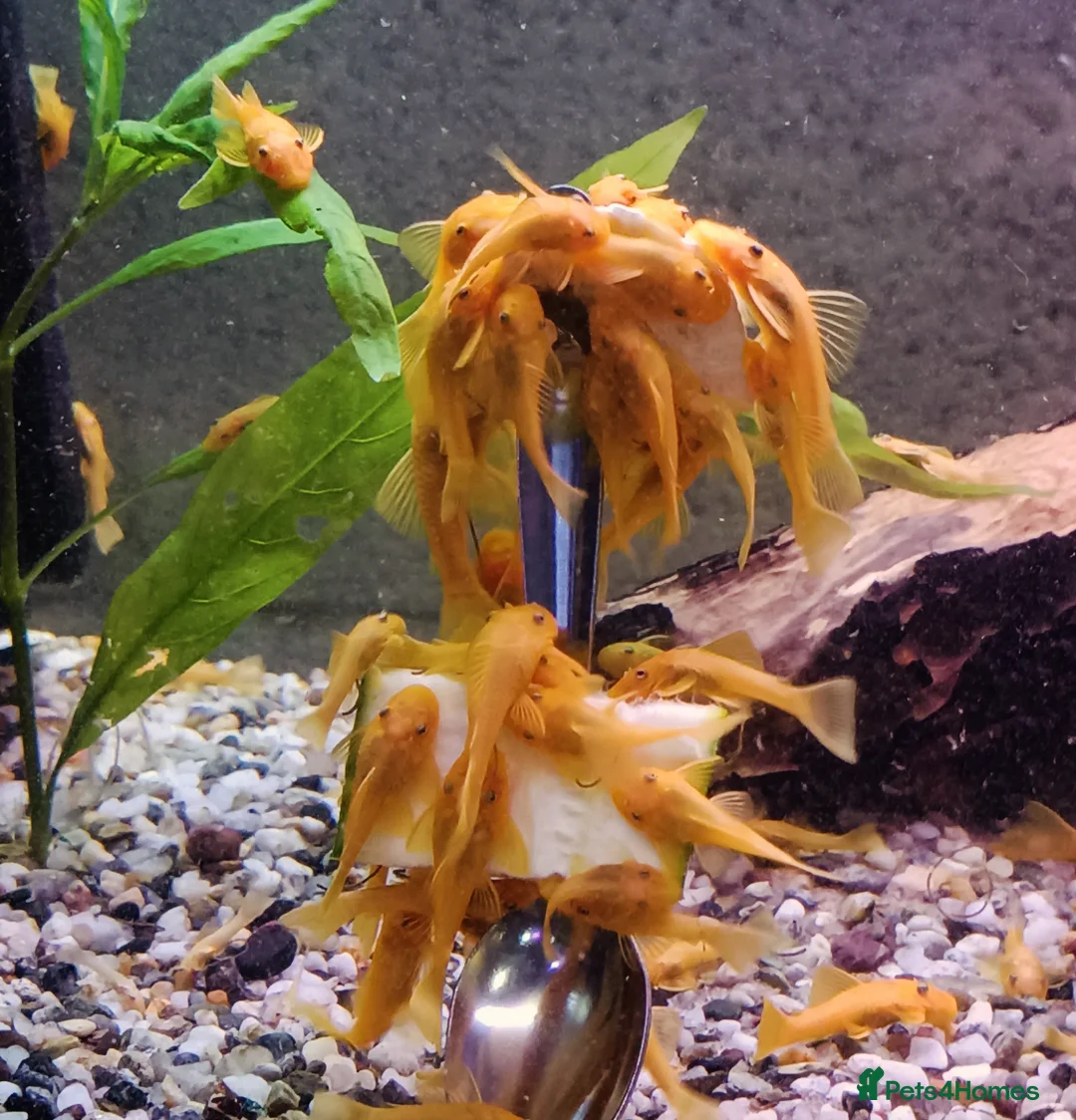 Plecos fish for sale: Lemon Blue eye's Bristlenose plecos  - Image 1