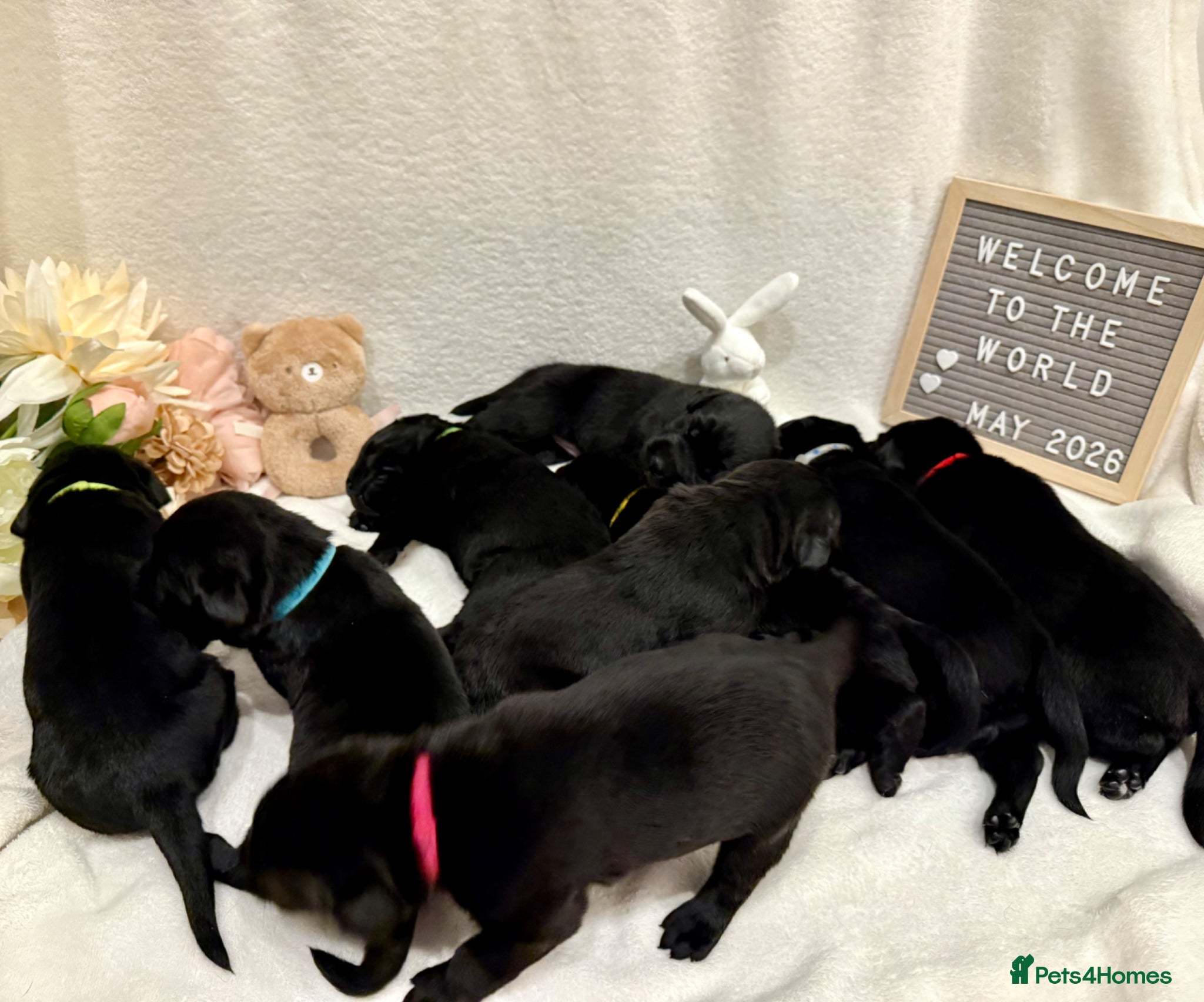 Labrador Retriever dogs Gorgeous Black Labrador Puppies  - Advert 1