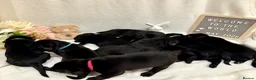 Labrador Retriever dogs for sale: Gorgeous Black Labrador Puppies  in Banstead - Advert 1