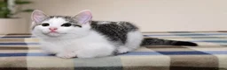 Mixed Breed cats for sale: Beautiful Home-Raised Kittens – Ready at 12 Weeks - Advert 12