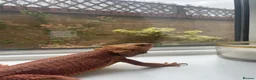 Bearded Dragon reptiles for sale: Red bearded dragon in Leigh-on-Sea - Advert 3