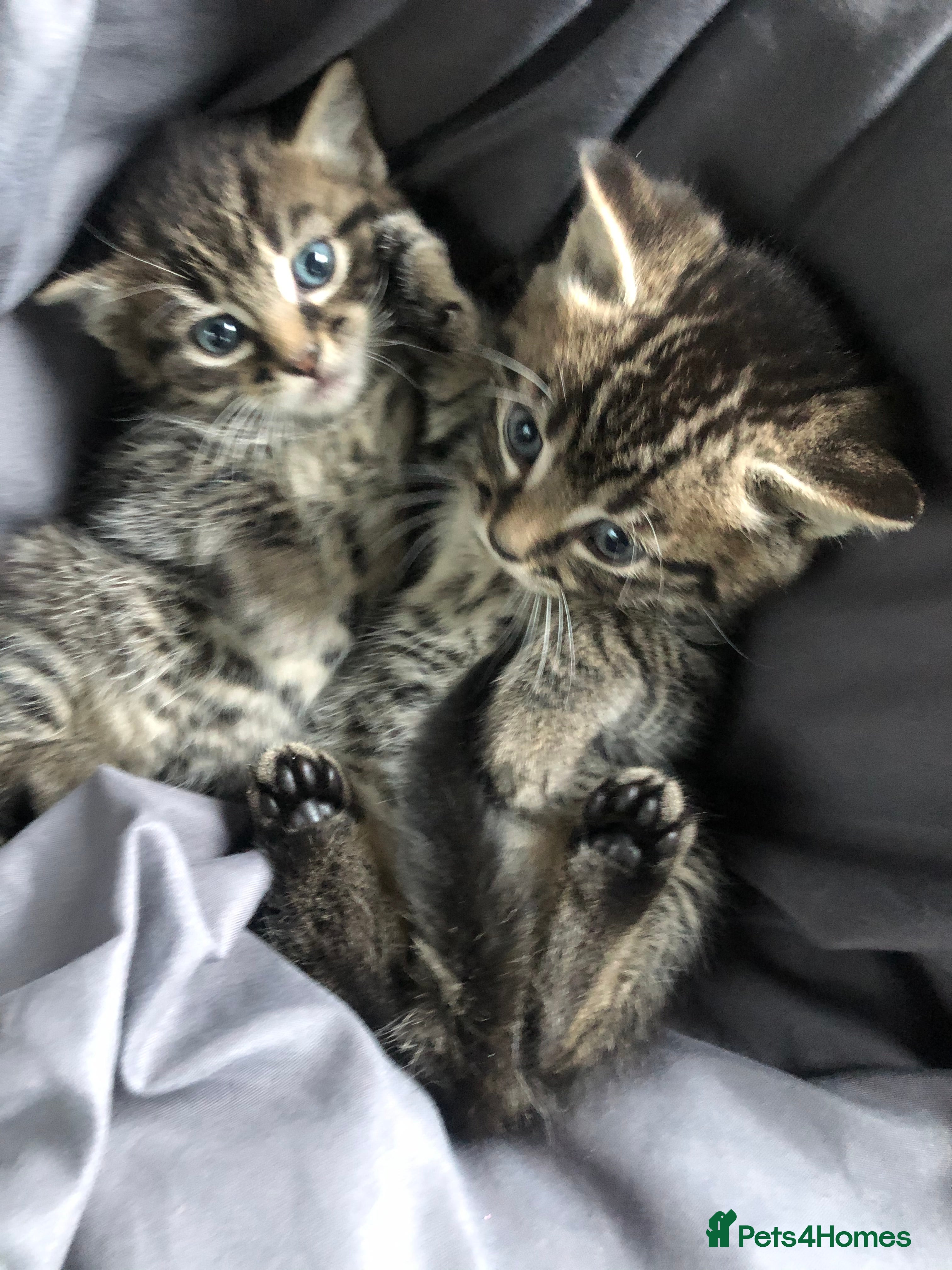 Mixed Breed cats Stunning Ragdoll x Bengal kittens ready now  - Advert 8