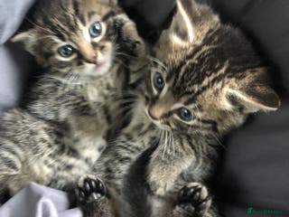 Mixed Breed cats Stunning Ragdoll x Bengal kittens ready now - Advert 8