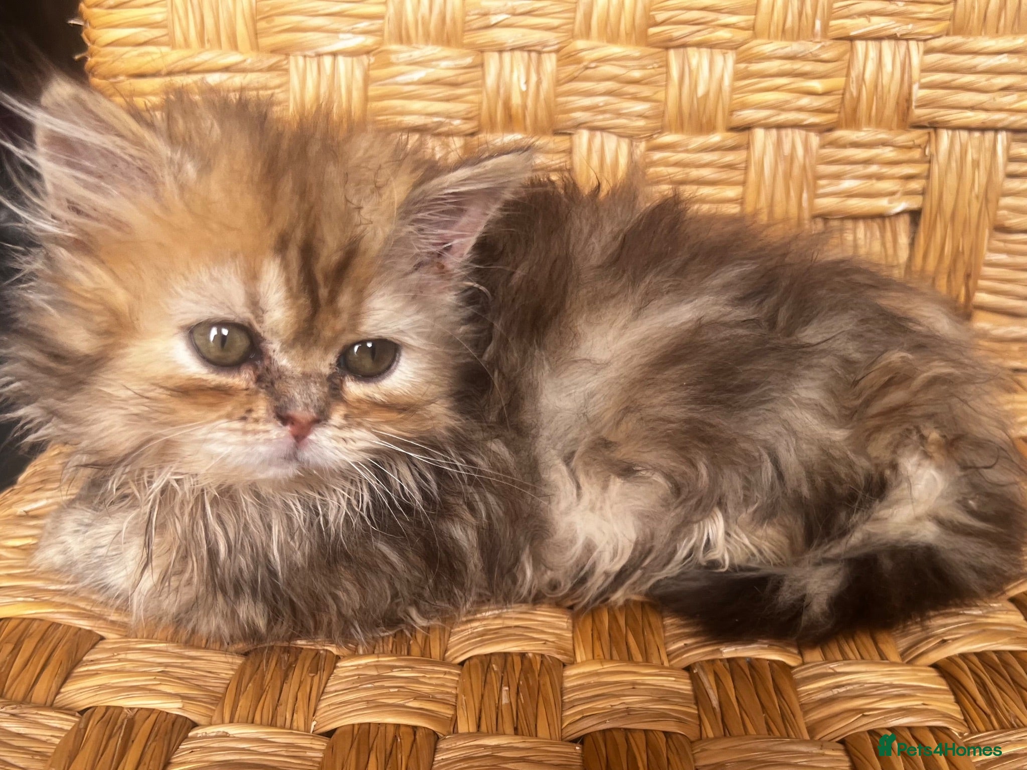Persian cats FLUFFY PERSIANS 1 girl left 😻 - Advert 2