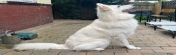 White Swiss Shepherd dogs for stud: White Swiss Shepherd Dog at Stud (Long Coat) in Nelson - Advert 15