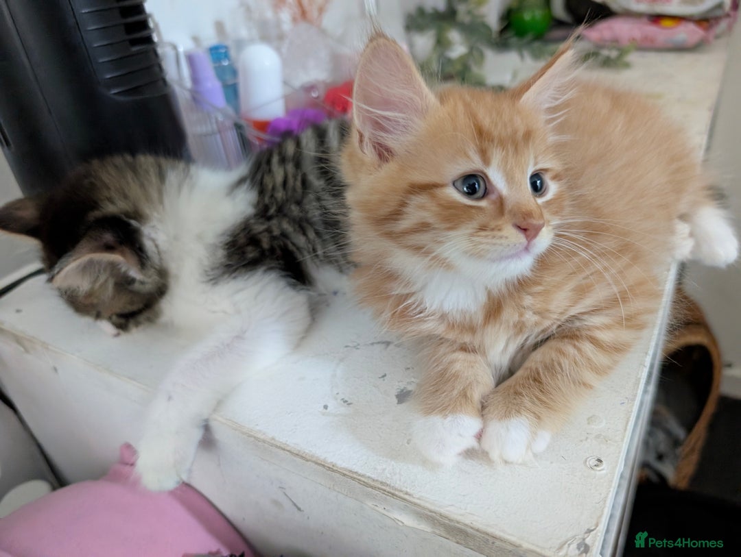 Mixed Breed cats for sale: Ready now - Image 4