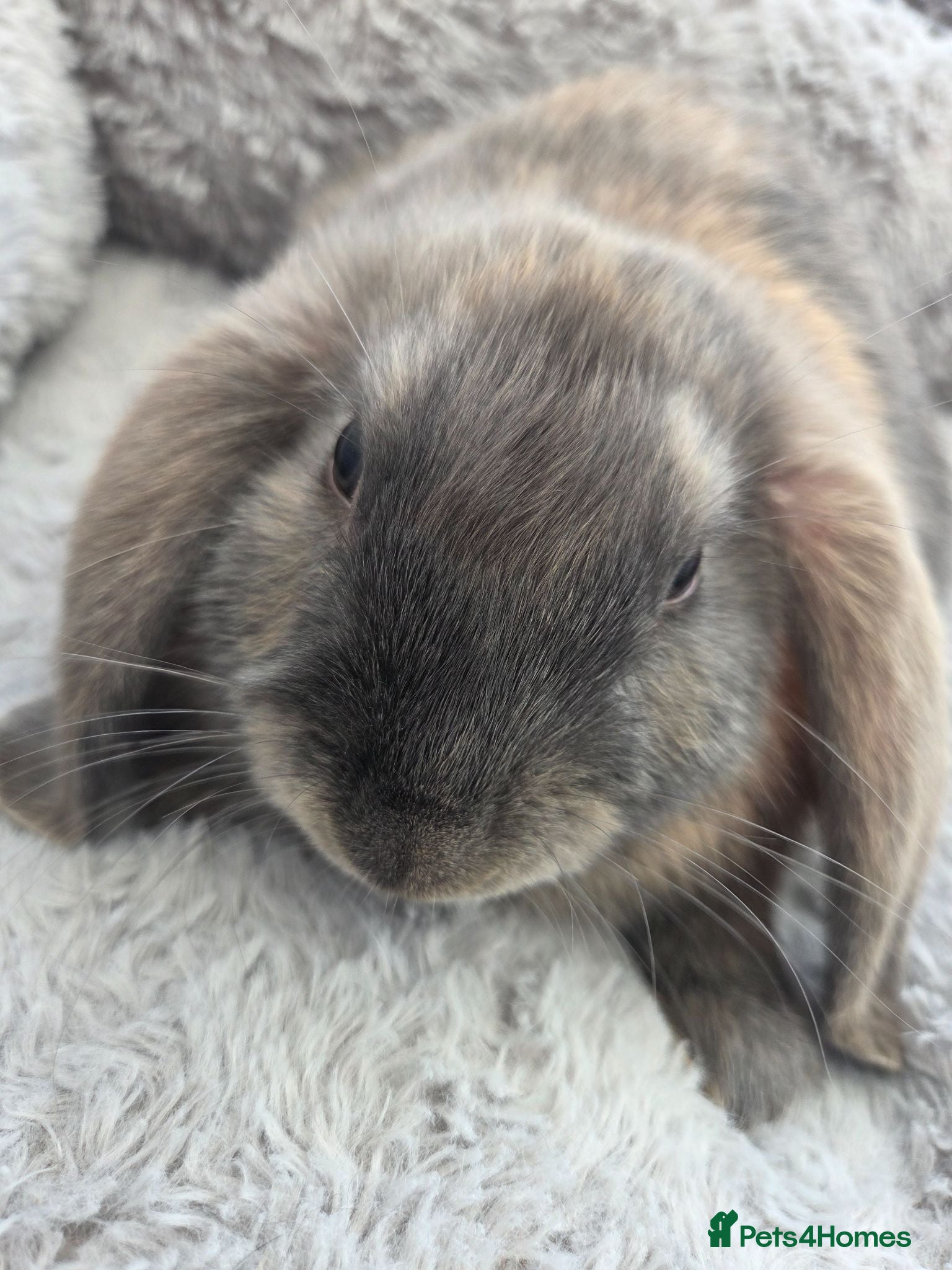 Mini Lop rabbits Beautiful mini lops boys and girls avalible . - Advert 2