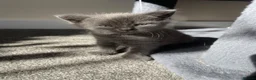 Mixed Breed cats for sale: Cream / Grey kittens - Advert 5