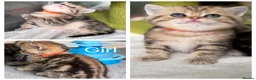 British Shorthair cats for sale: British sh/longhair golden marble kittens - Advert 5