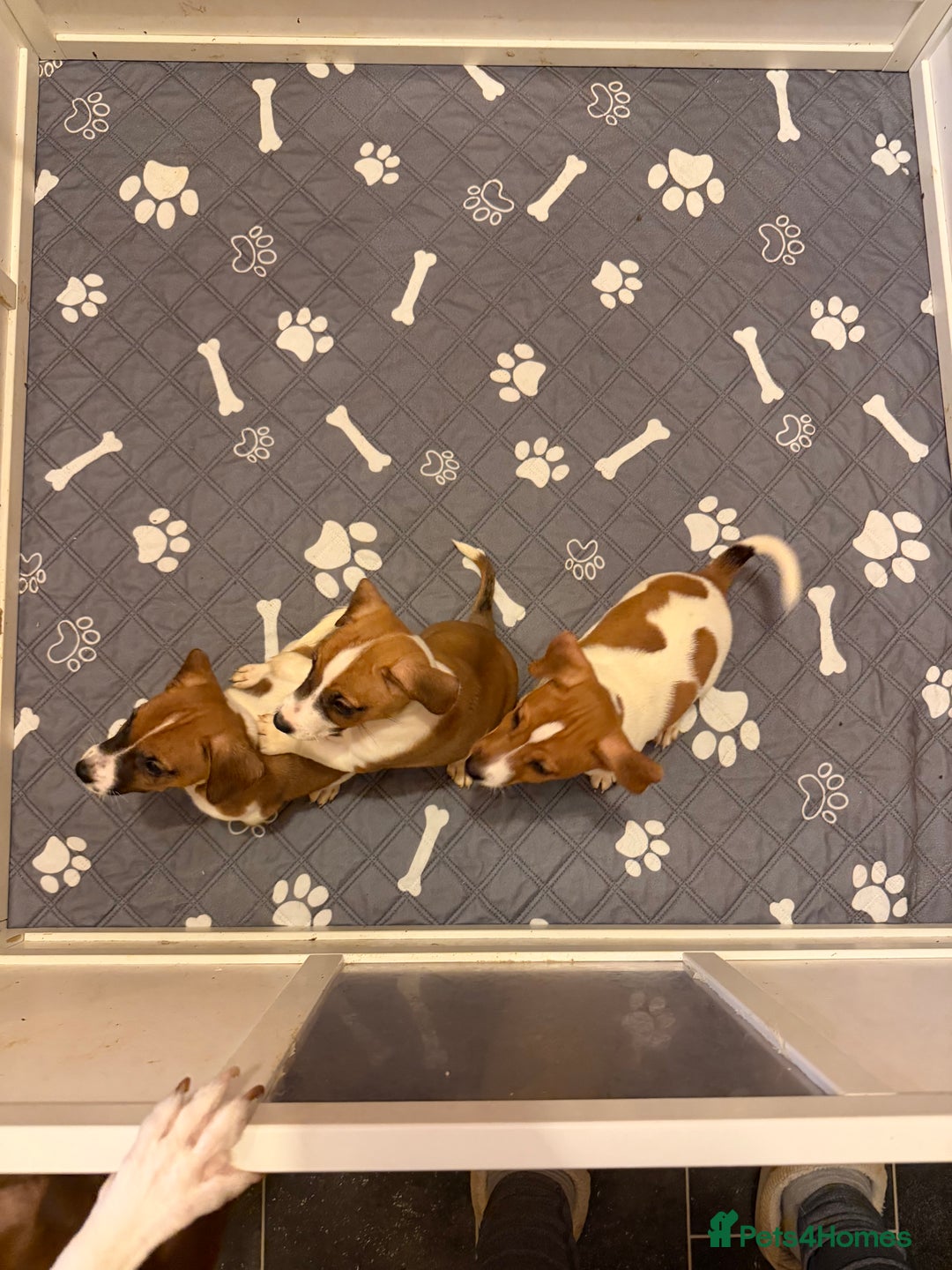 Jack Russell dogs for sale: 3 Jack Russell Puppies Ready to go  - Image 3