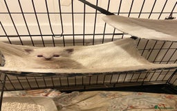 Ragdoll cats for sale: Pure ragdoll kittens  - Advert 2