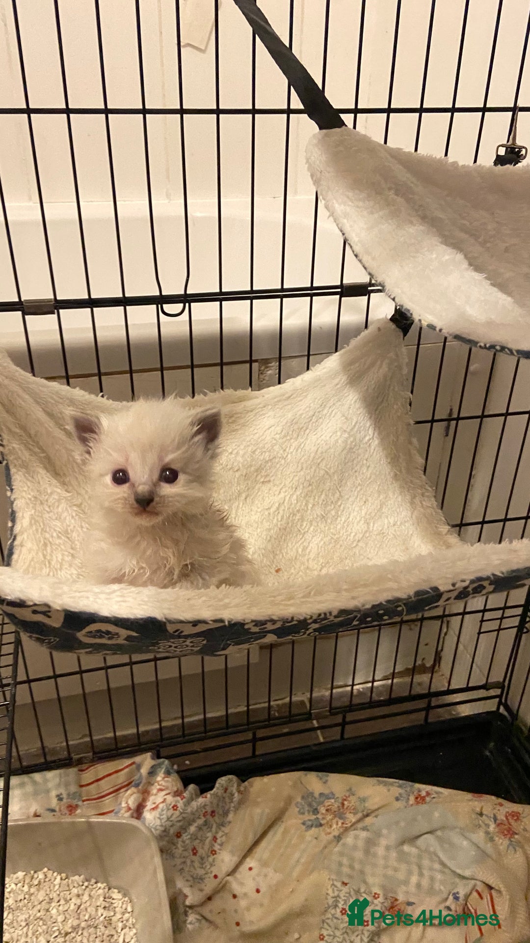 Ragdoll cats for sale: Pure ragdoll kittens  - Advert 2