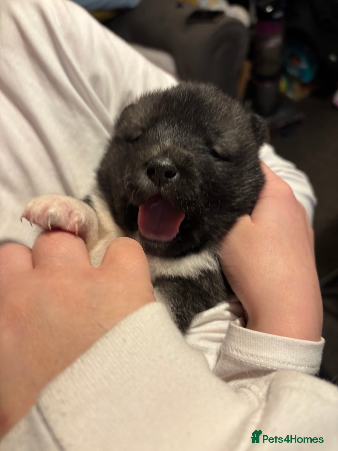 Akita dogs for sale: American Akita puppies - Advert 6
