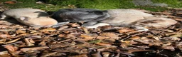 Chihuahua dogs for sale: Adorable little Chihuahua Puppies - Advert 20