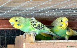 Budgerigars birds for sale: Baby Budgies for sale  - Image 6
