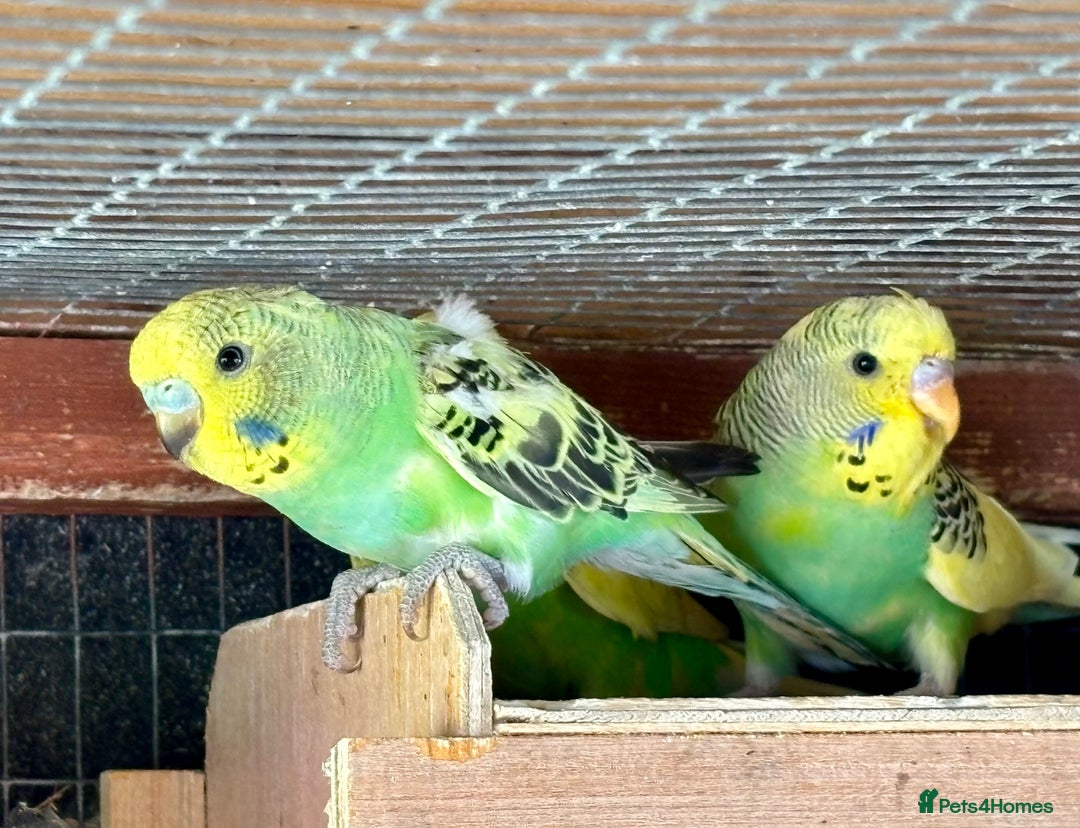 Budgerigars birds for sale: Baby Budgies for sale  - Image 6