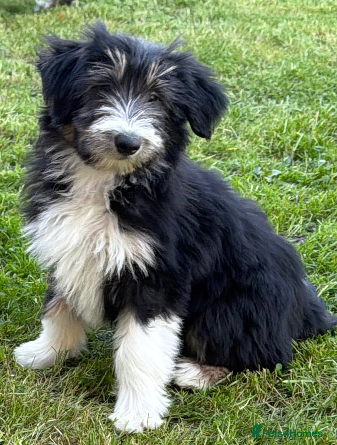 Bearded Collie dogs for sale: Beautiful Bearded Collie Puppies  - Advert 1