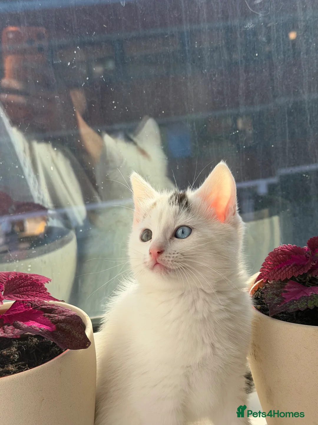 Mixed Breed cats for sale: RareOddEyedKittenBlueGreenFull StarterKit Included in London - Advert 6