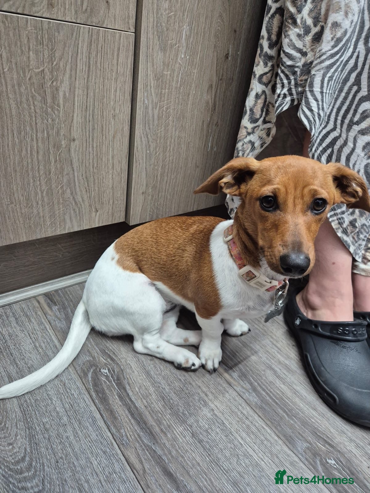 Miniature Dachshund dogs Female sausage dog - Advert 18