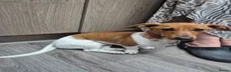 Miniature Dachshund dogs for sale: Female sausage dog - Advert 2