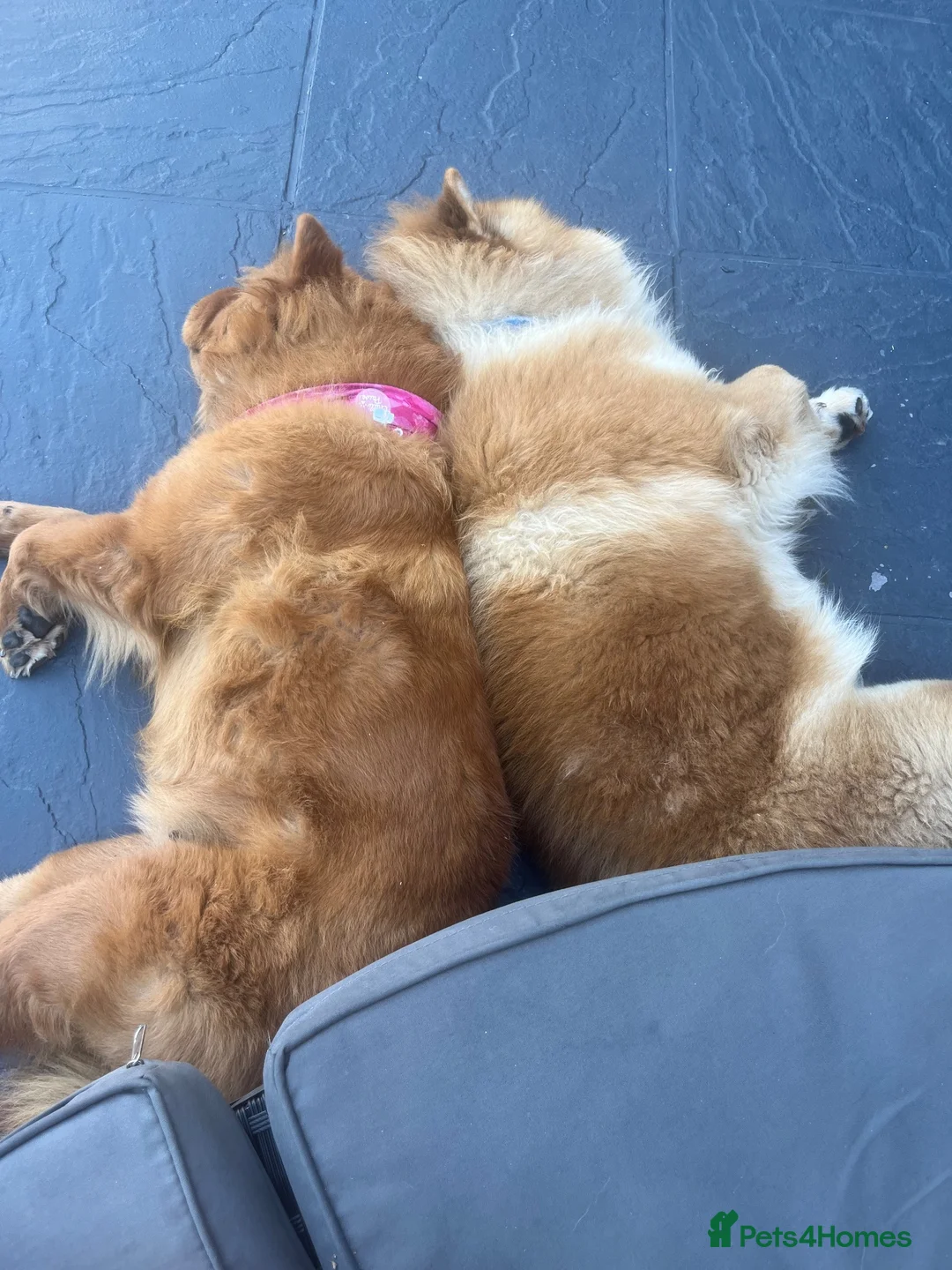 Chow Chow dogs for sale: Female and male chow chows  in Atherstone - Advert 1