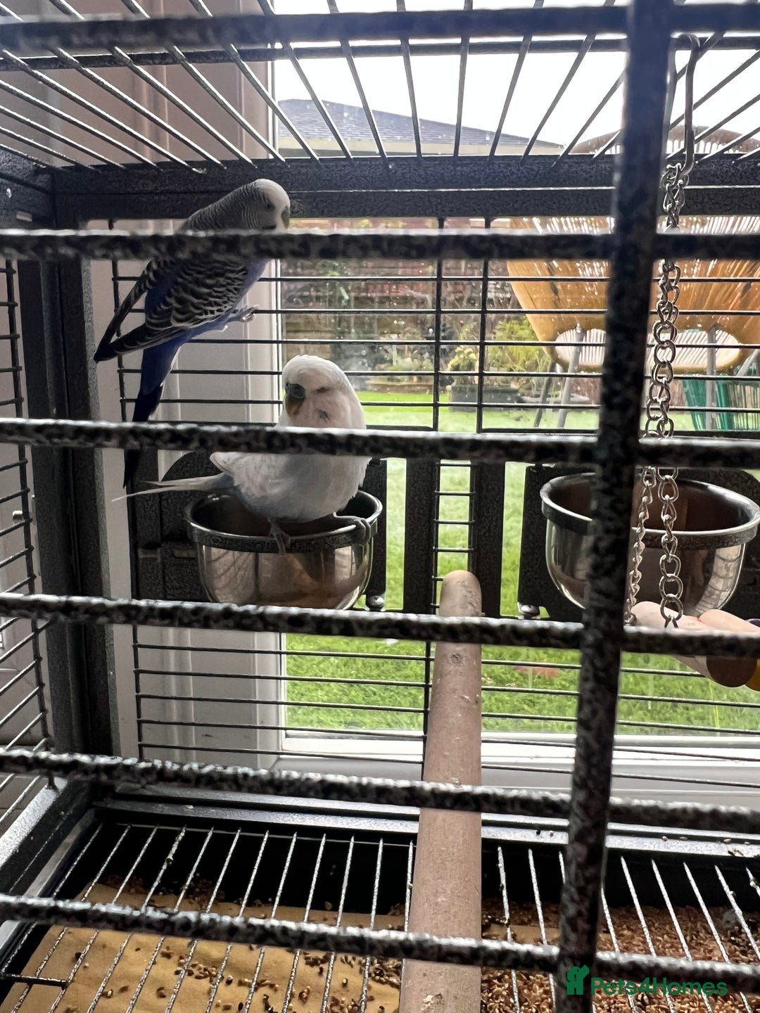 Budgerigars birds for sale: 9 budgies  - Advert 6