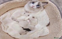 Ragdoll cats for sale: Blue Bicolor kittens 😸  - Image 24