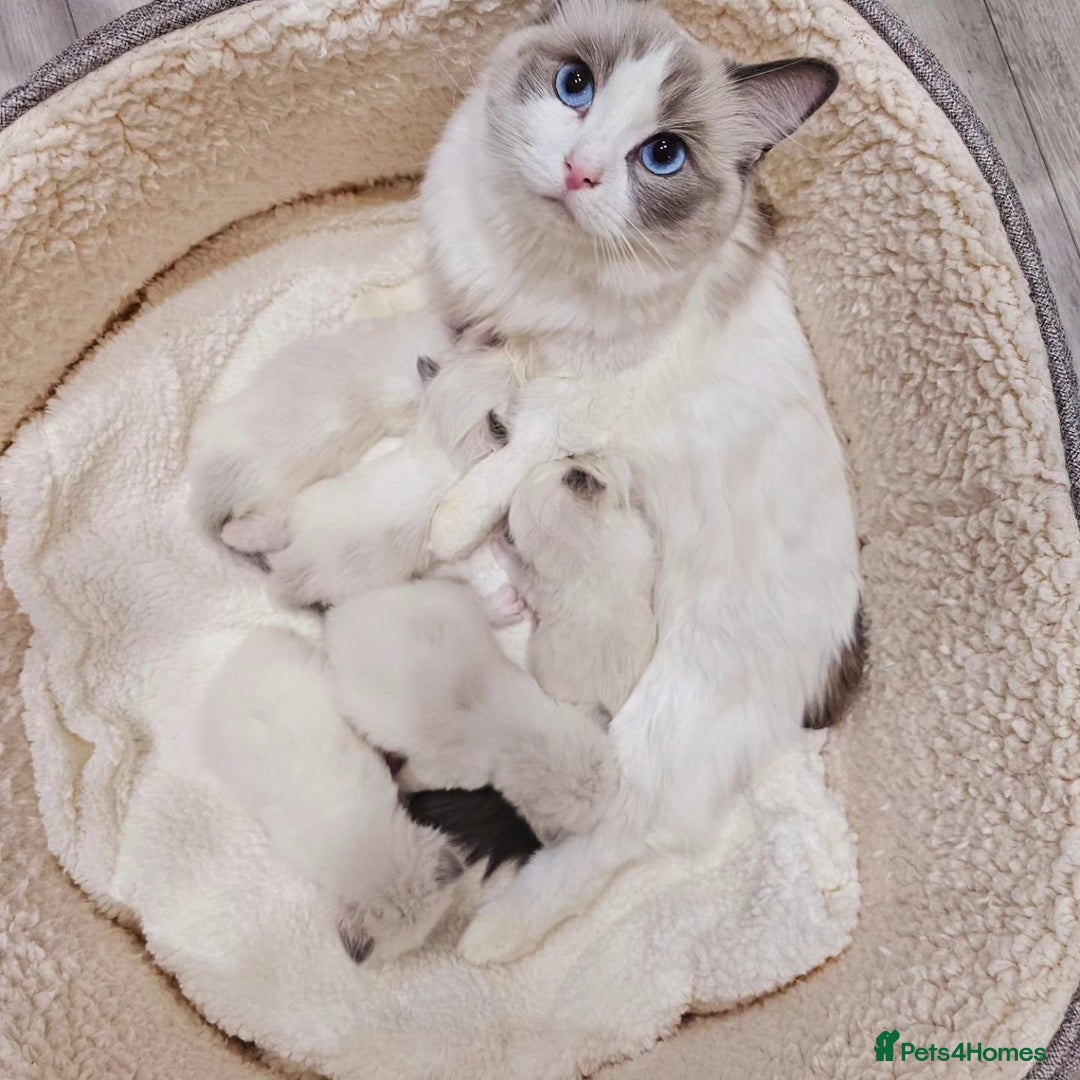 Ragdoll cats for sale: Blue Bicolor kittens 😸  - Image 24