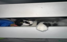 British Longhair cats for sale: British longhair - Image 2