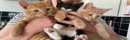 Mixed Breed cats for sale: 3 kittens for sale ready now - Advert 1