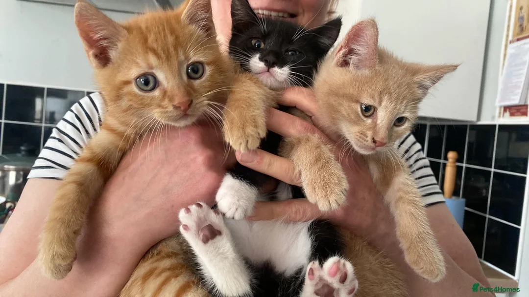 Mixed Breed cats for sale: 3 kittens for sale ready now - Advert 1