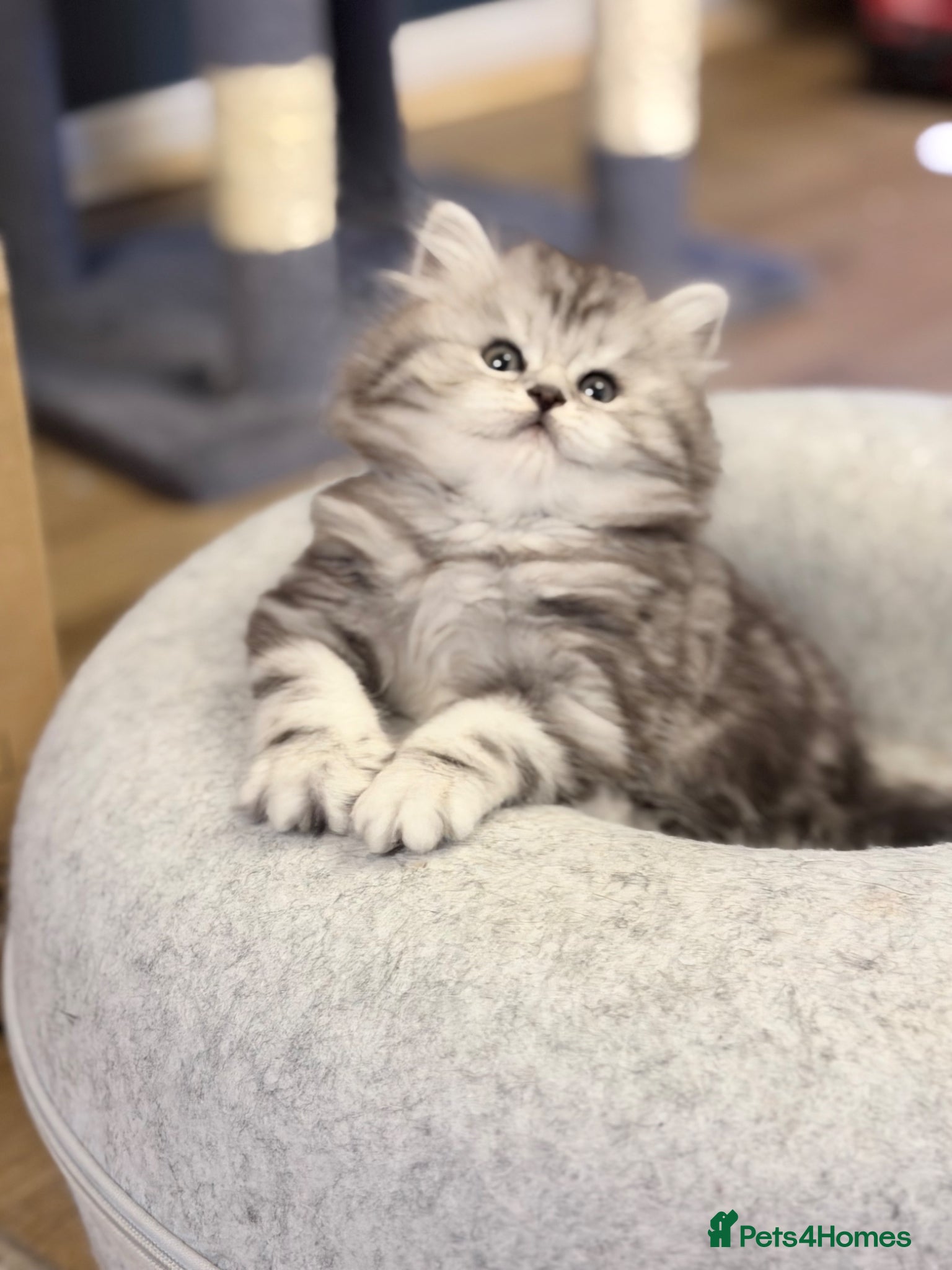 British Longhair cats for sale: RARE GCCF reg PKD Clear BLH Silver Tabby Kittens - Advert 3