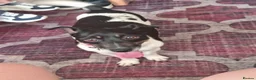 Jack Russell dogs for sale: Jack russlle  in Stoke-sub-Hamdon - Advert 1