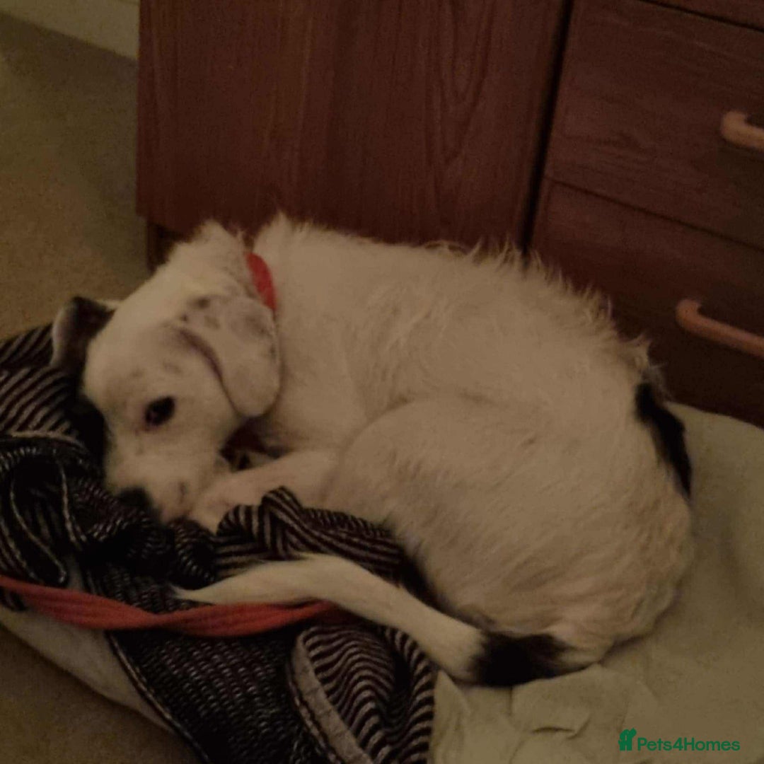 Mixed Breed dogs for adoption: Artemis - Fakenham Norfolk  - Image 6