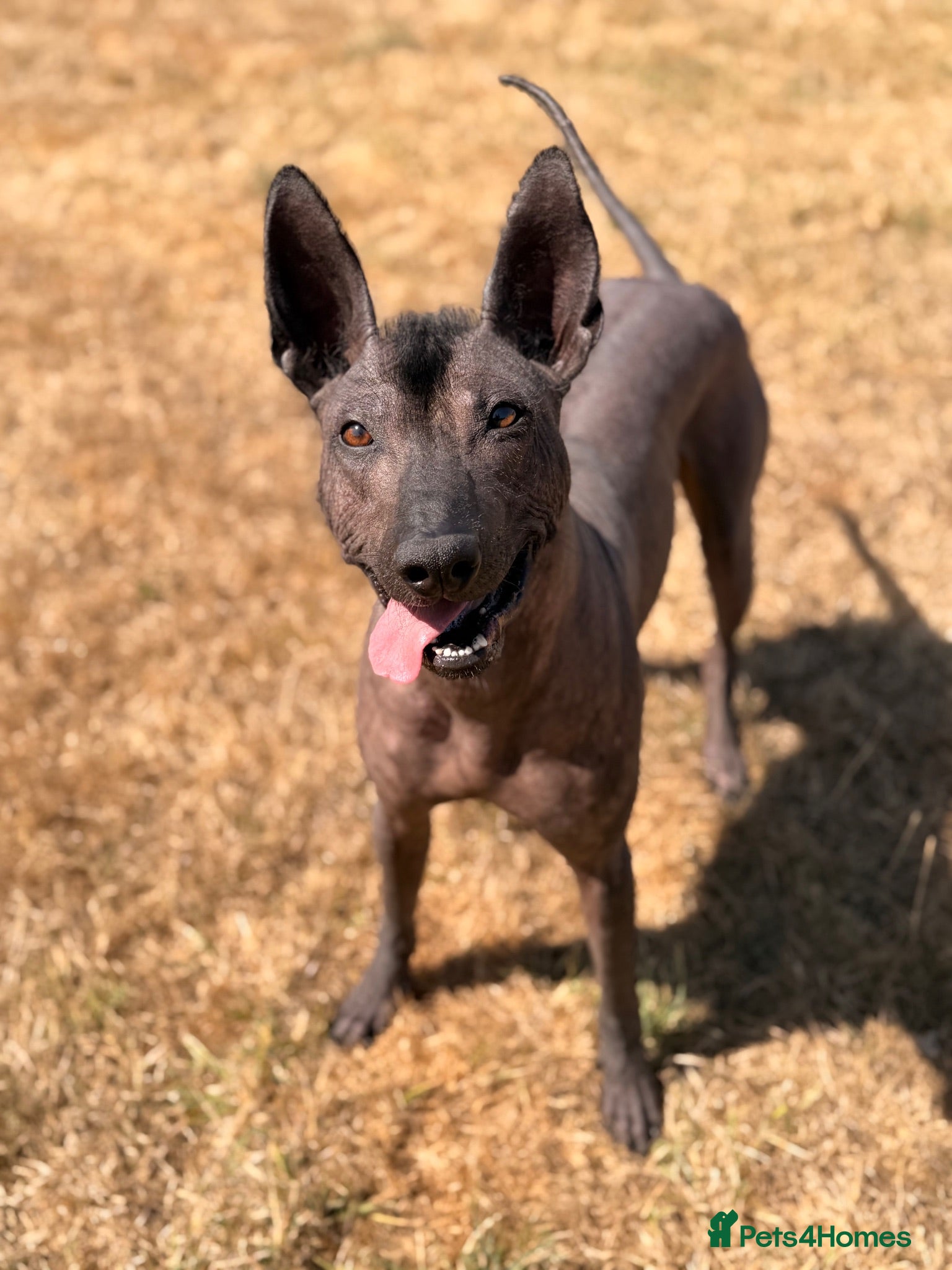 Mexican Hairless dogs Xoloitzcuintle - Mexican Hairless Standard adult  - Advert 5