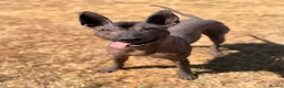 Mexican Hairless dogs for sale: Xoloitzcuintle - Mexican Hairless Standard adult  - Advert 1