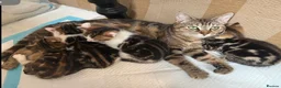 Mixed Breed cats for sale: Beautiful kittens x exotic  in King's Lynn - Advert 1
