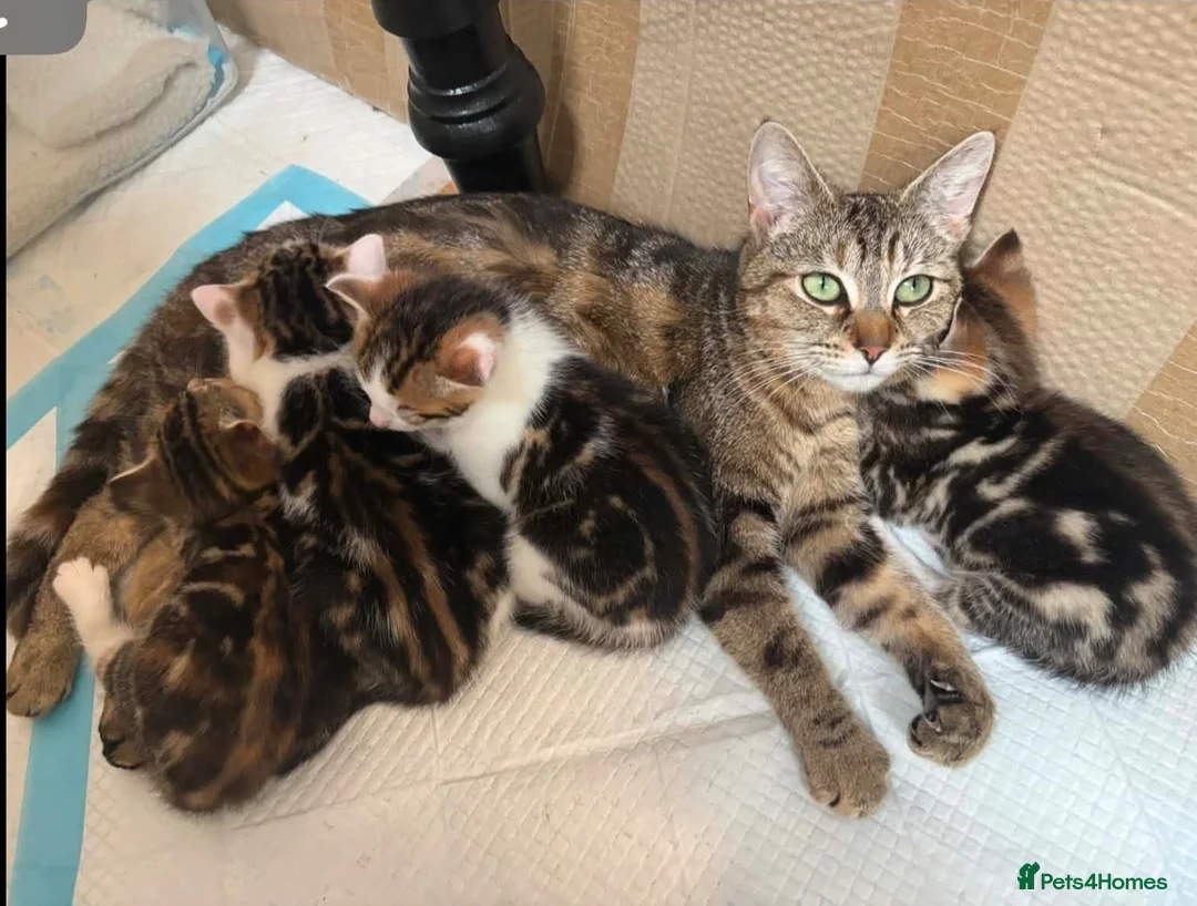 Mixed Breed cats for sale: Beautiful kittens x exotic  in King's Lynn - Advert 1