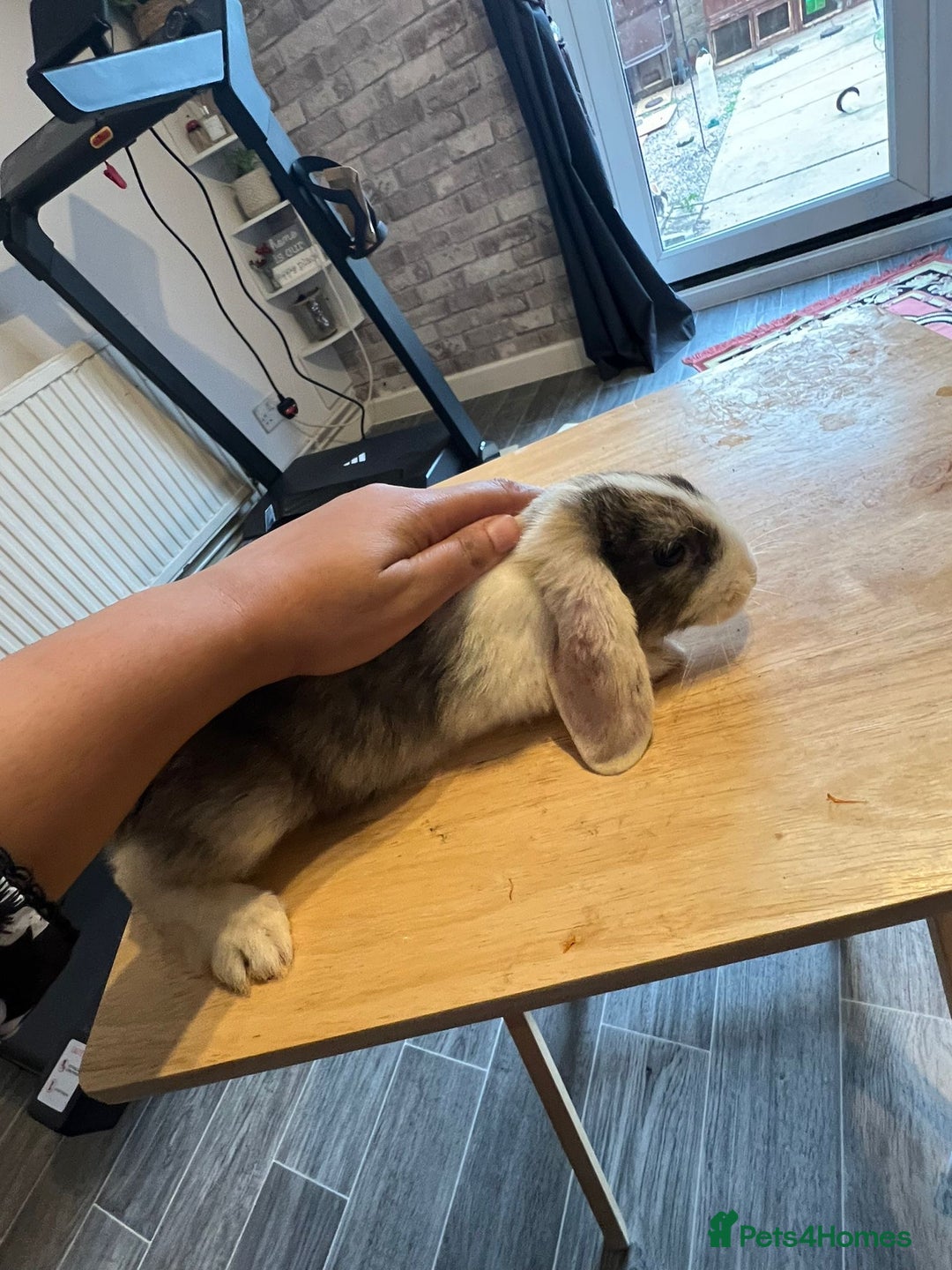 Mixed Breed rabbits for sale: Rabbit - Image 2