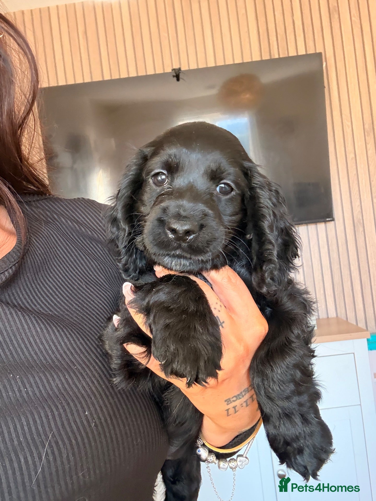 Cocker Spaniel dogs Gorgeous cocker spaniel puppies READY NOW💖🐾😍 - Advert 6
