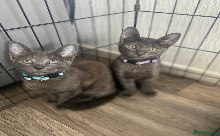 Russian Blue cats - Advert 1