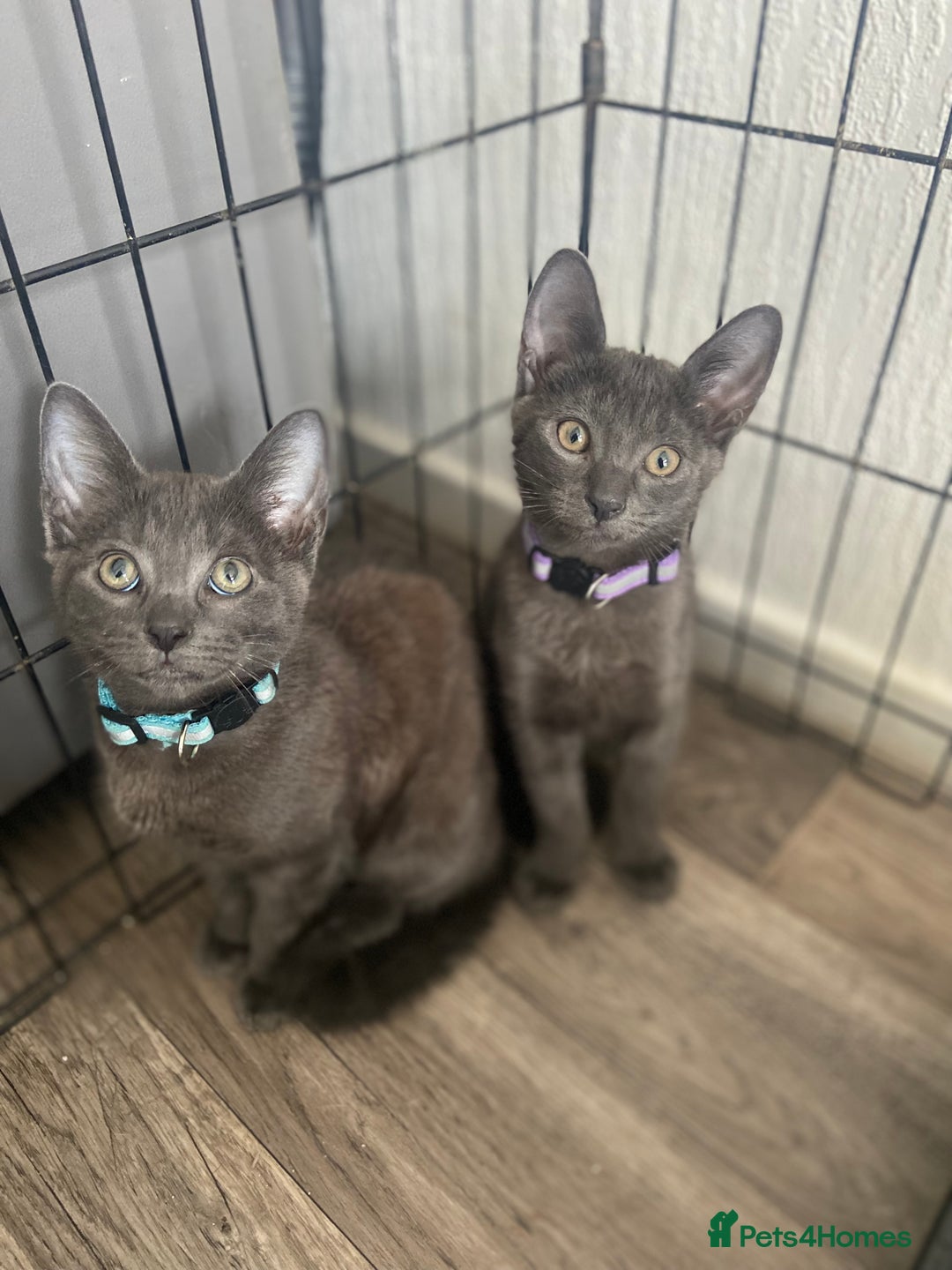 Russian Blue cats for sale: Russian blue kittens  - Image 1