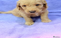 Mini Goldendoodle dogs for sale: Gorgeous Mini Goldendoodles By Therapy Asst Mom - Image 17