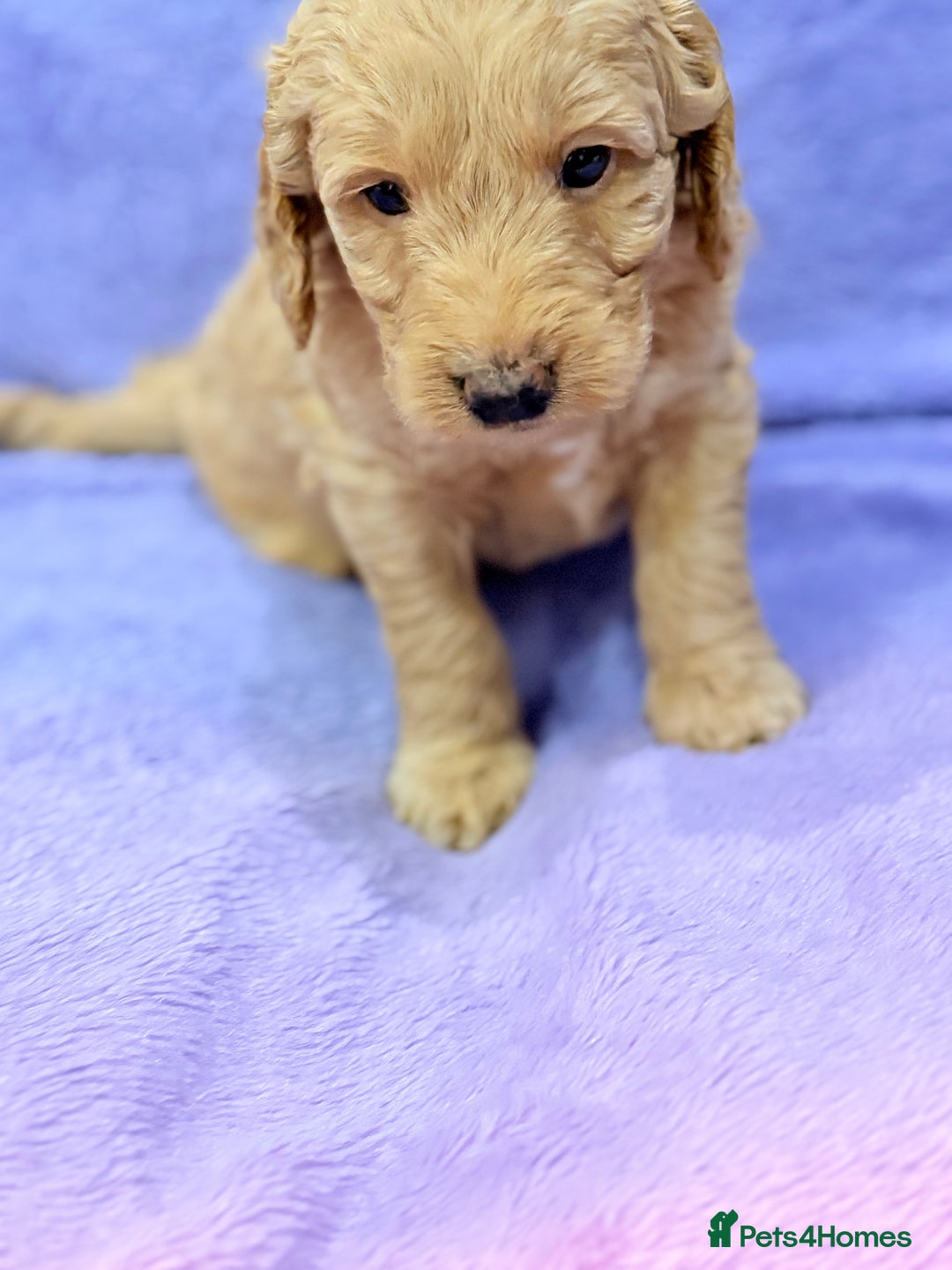 Mini Goldendoodle dogs for sale: Gorgeous Mini Goldendoodles By Therapy Asst Mom - Image 17