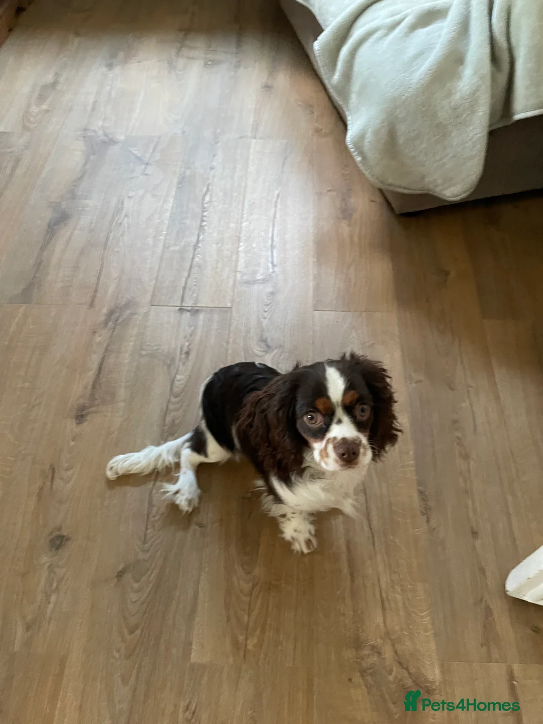 Cavalier King Charles Spaniel dogs for stud: Chocolate Tri cavalier  - Advert 5