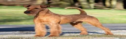 Irish Terrier dogs for sale: Outgoing puppies - Advert 3