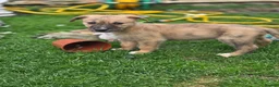 Lurcher dogs for sale: Lurcher  - Advert 11